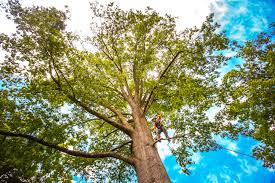 Lawn Maintenance Plans in Tangent, OR